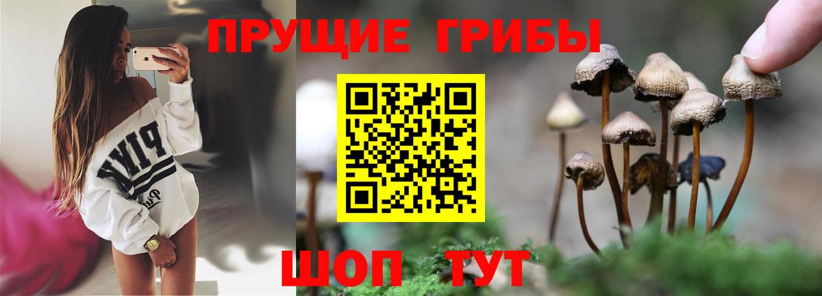 Галлюциногенные грибы Cubensis  Тутаев  Псилоцибиновые грибы мицелий 